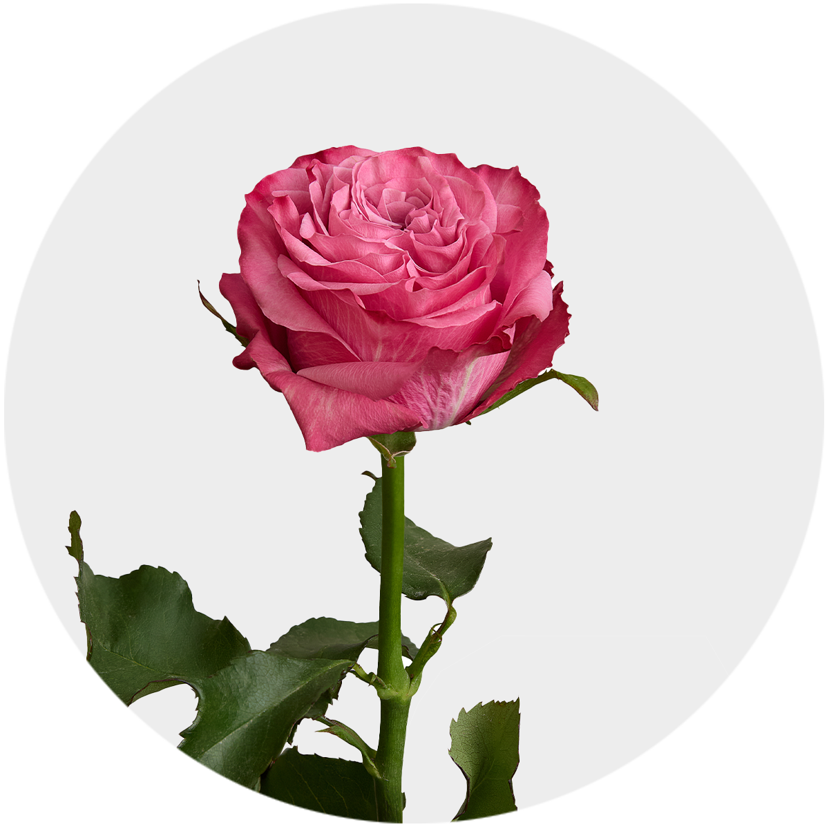 Country Blues (Garden Roses)