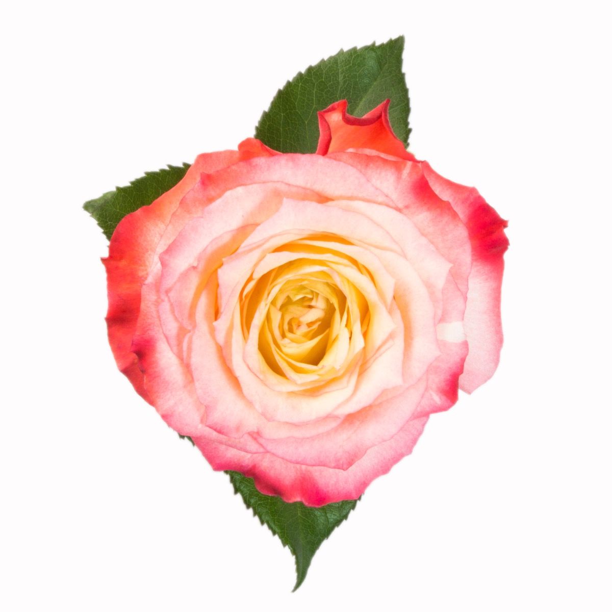 Cabaret (Bicolor Roses) 