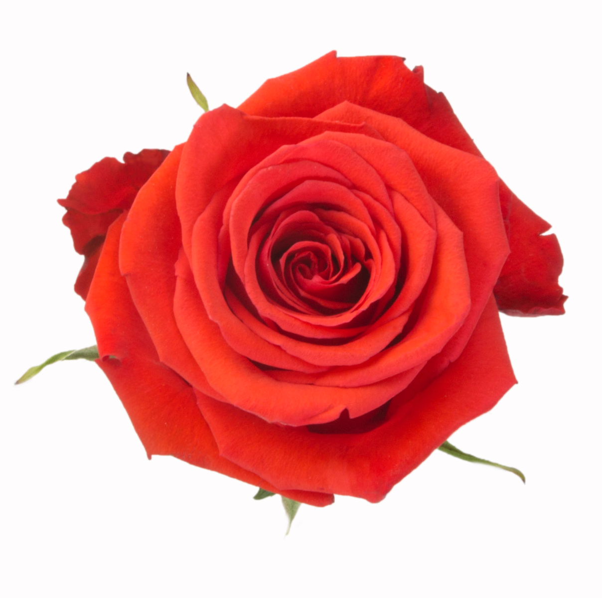 Nina Roses