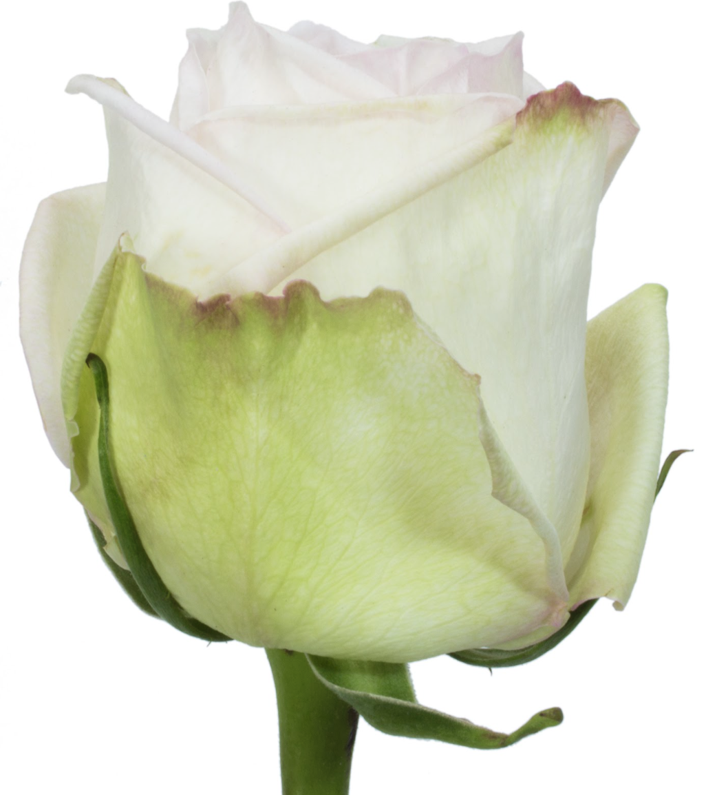 White O'hara 