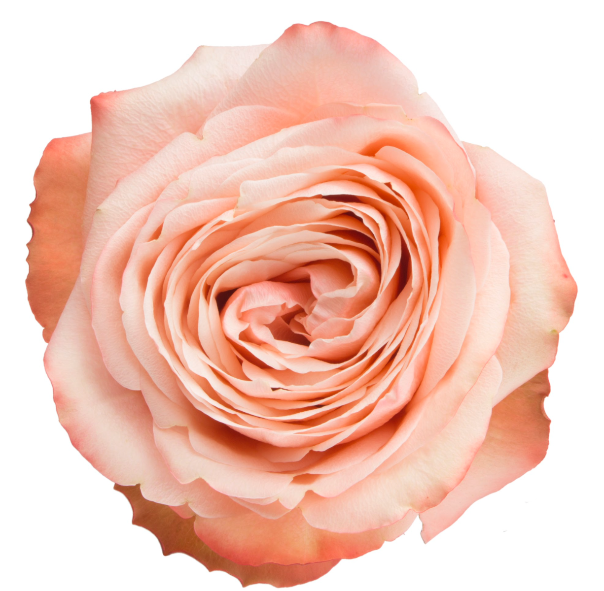 Kahala Roses