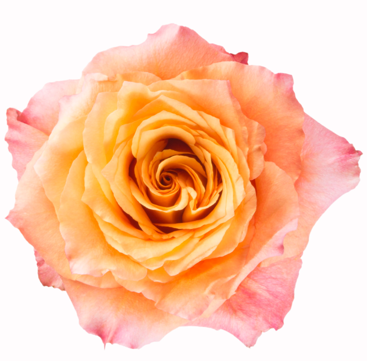 Free Spirit (Garden Roses)
