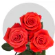 Orange Nina Roses 40-60 cm