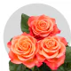 Orange Nina Roses