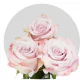 Lavender Faith Roses 40-60 cm