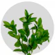 Fresh premium Ruscus greenery stems