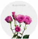 Box Lavender Spray Blue Moon 40-60 cm (160 St)