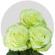 Box Lemonade Roses 60 cm (100 St)