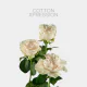 White Cotton X-pression 60 cm (25 St bunch)
