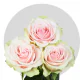Light Pink Frutteto Roses  (40-50 cm)