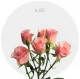 Box Spray Ilse 40-60 cm (160 St)
