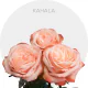 Peach Kahala Roses 40-60 cm