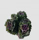 Kale (5 St bunch)