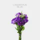 Lisianthus Purple