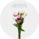 Flowers Lisianthus Pink Picotte 50-70 cm