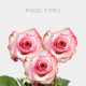Bicolor Magic Times Roses 50 cm (25 St bunch)