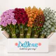 The October Edit Box, 3 sizes available: Small Box (54 stems), Medium Box (120 stems) and Large Box (170 stems)
