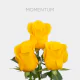 Yellow Momentum 50 cm (25 St bunch)