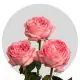 Garden Pink Xpression Roses 40-60 cm