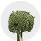 Flowers Queens Anns Lace