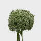 Flowers Queens Anns Lace (10 St bunch)