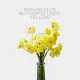 Ranunculus Butterfly Lightt Yellow