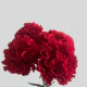 Flowers Red Carnations