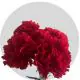 Flowers Red Carnations (200 St)