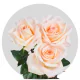 Peach Tiffany Roses 40-60 cm