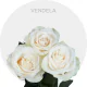 Fresh Cut Vendela White Roses