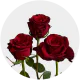 Red Paris Roses 50-60 cm