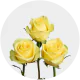 Box Yellow Goldfinch 60 cm (100 St)