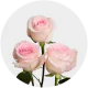 Box Light Pink Luciano 50 cm (100 St)