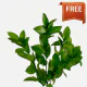 FREE Ruscus (10 St bunch)