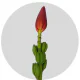 Box Tropical Flowers Musa Orange (6 St)