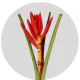 Tropical Flowers Musa Coccinea