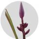 Musa Royal