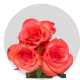High & Orange Magic Roses 40-60 cm