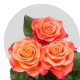 Orange Nina Roses