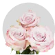 Lavender Faith Roses 40-60 cm