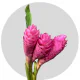Box Tropical Flowers Ginger Nicole Pink (150 St)