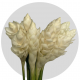Tropical Flowers Ginger White Large