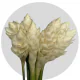 Tropical Flowers Ginger White Large