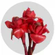 Box Tropical Flowers Ginger Red Medium (150 St)