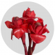 Tropical Flowers Torch Ginger Red