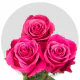 Hot Pink Gotcha Roses 50-60 cm