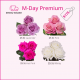 M-DAY PREMIUM BOX 50 cm (100 St)