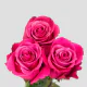 Hot Pink Floyd Roses 50 cm (25 St bunch)