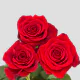 Red Freedom Roses 50 cm (25 st bunch)