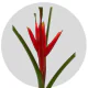 Box Tropical Flowers Musa Orange (8 St)